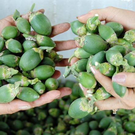 Whole And Spilt Dried Betel Nuts/ Areca nut from Vietnam// Jolene + 84 336089155
