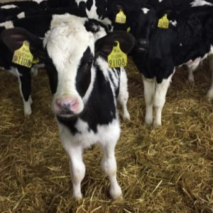 Беременный Крупный рогатый скот Holstein по доступной цене