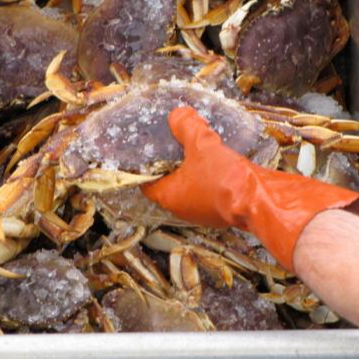 Новые свежие живые красные королевские крабы/крабы Dungeness-мягкие крабы/синие крабы и снежные крабы, готовые к экспорту из Таиланда