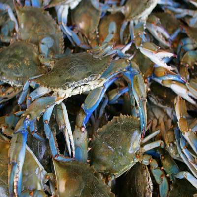 Live Blue Crab wholesale Blue Swimmer Crab