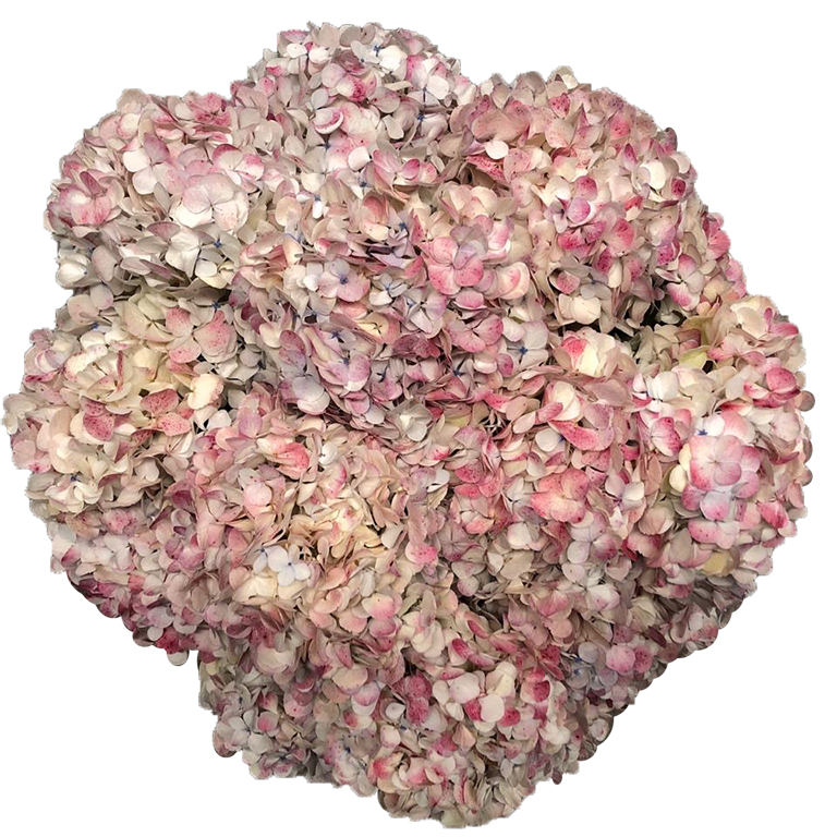 Hydrangea Pink For US only