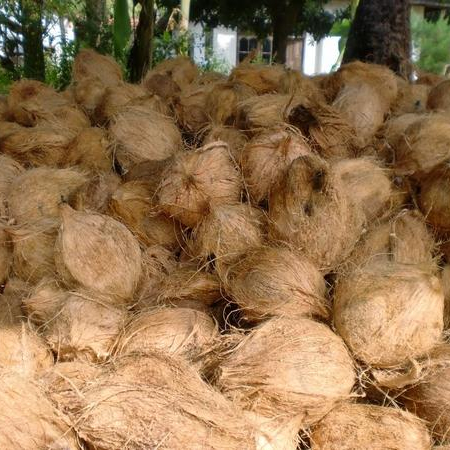 Semi Husked кокосы индийские для экспорта Вьетнам Малайзия Сингапур