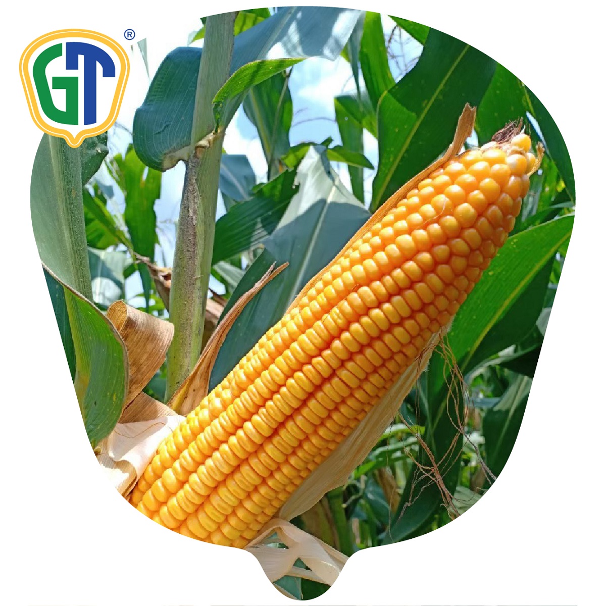 Hybrid Maize Seeds Semi Flint Kernel Type And 84-86% Shelling GT200 Corn Seeds From Thailand