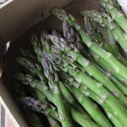 Fresh Asparagus High Quality From Africa