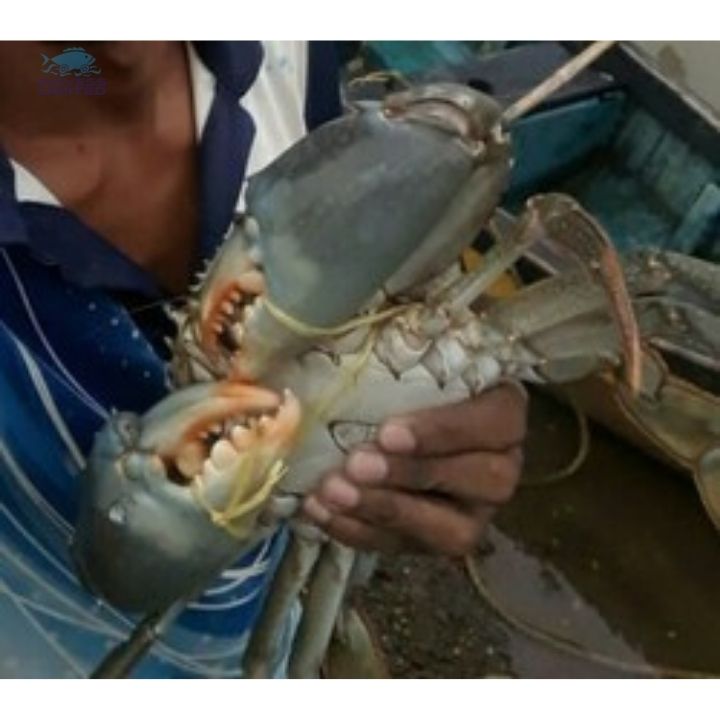 Живой Краб/живой грязевой Краб/свежие морепродукты из бангладеш