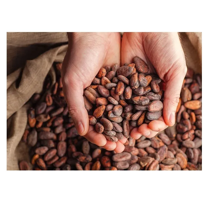 100% Natural Raw Cocoa Beans, Dried Cacao Beans from Vietnam Best Supplier Contact us for Best Price