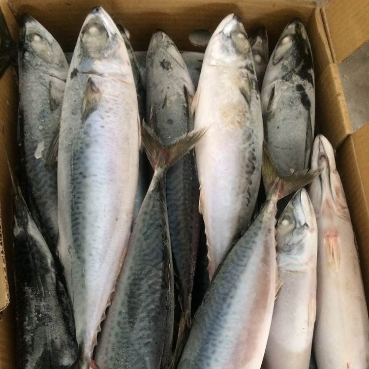 Замороженная лошадиная скумбрия IQF, цельная круглая скумбрия BQF по низкой цене, распродажа