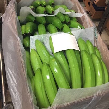 Raw Green plantain Banana