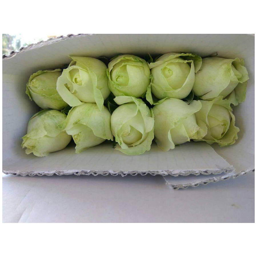 Свежие Оптовые лавинные розы, экспортируемые из Индии от VENSAI Roses
