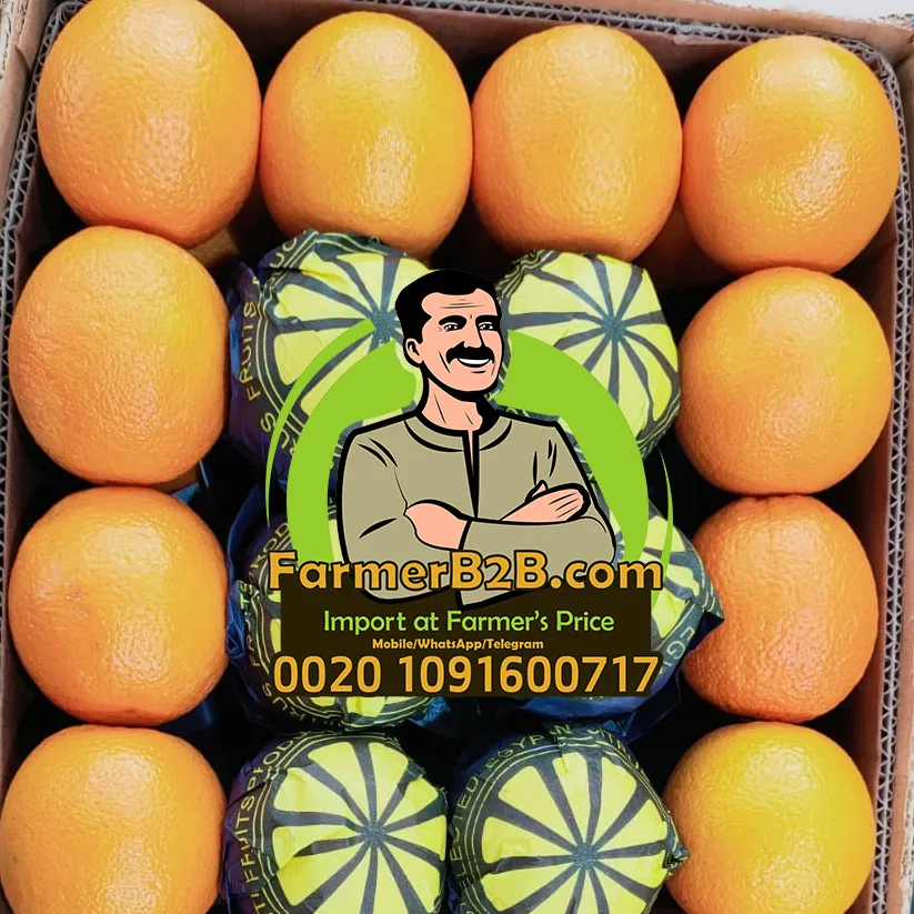 Special Discount for indian dear customers Egypt Valencia Fresh orange top quality wholesale only