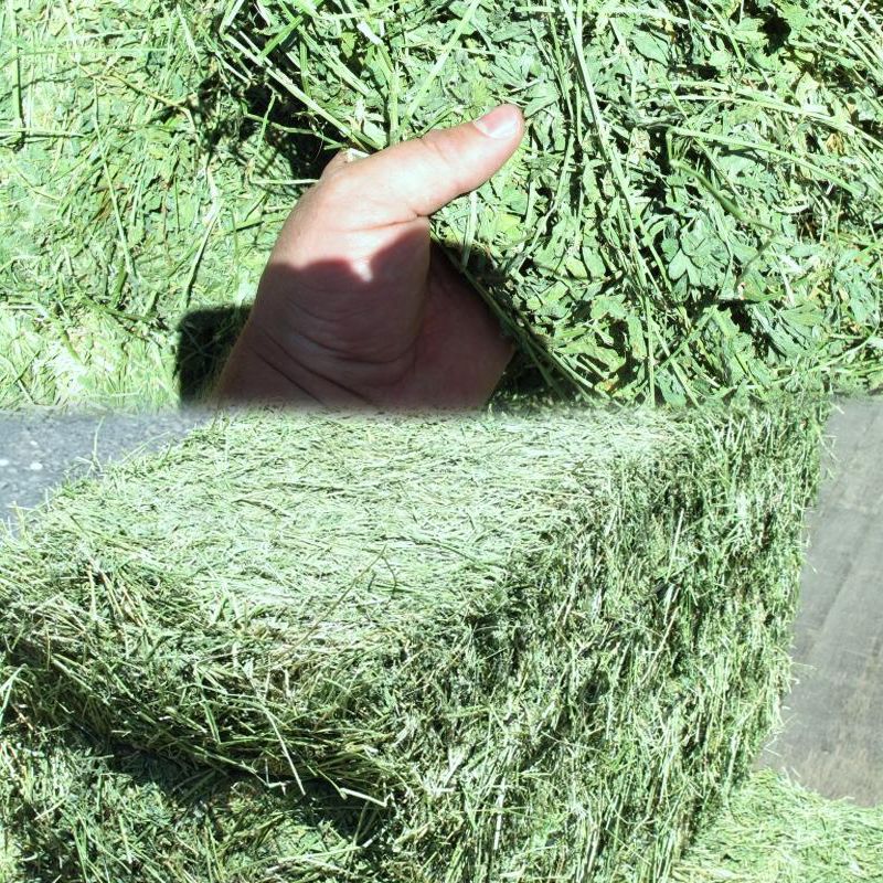 Superior Quality Alfalfa Hay Meal Bales ready for Export