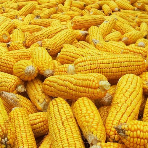 Top Quality Yellow Corn for Sale