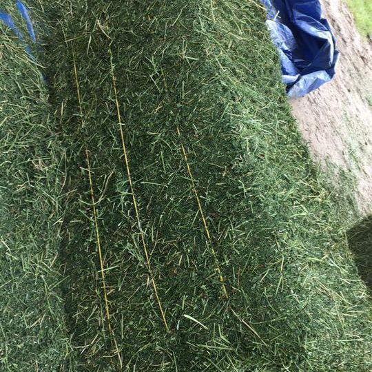 Animal Feeding Stuff Timothy or alfalfa hay in bales for sale for wholesale