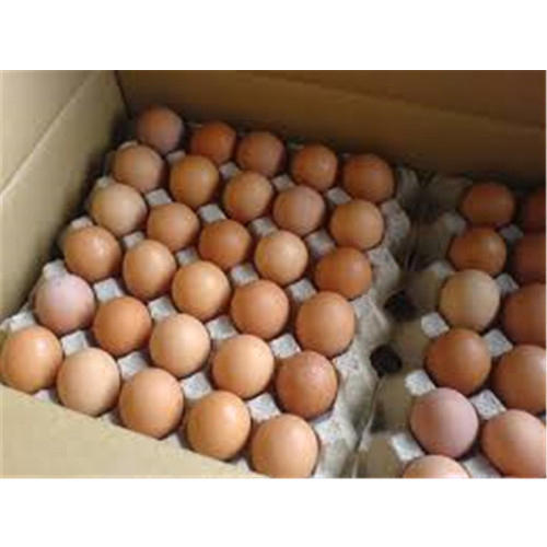 Fresh Chicken Eggs / Round Table Eggs for Sale / fertile hatching eggs