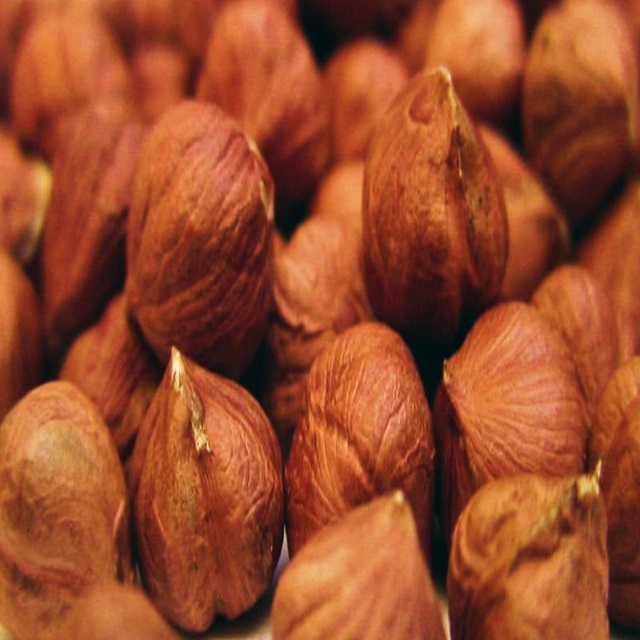 Hazelnut Nuts kernels/Hazelnut in shell/ Organic hazelnut Nuts