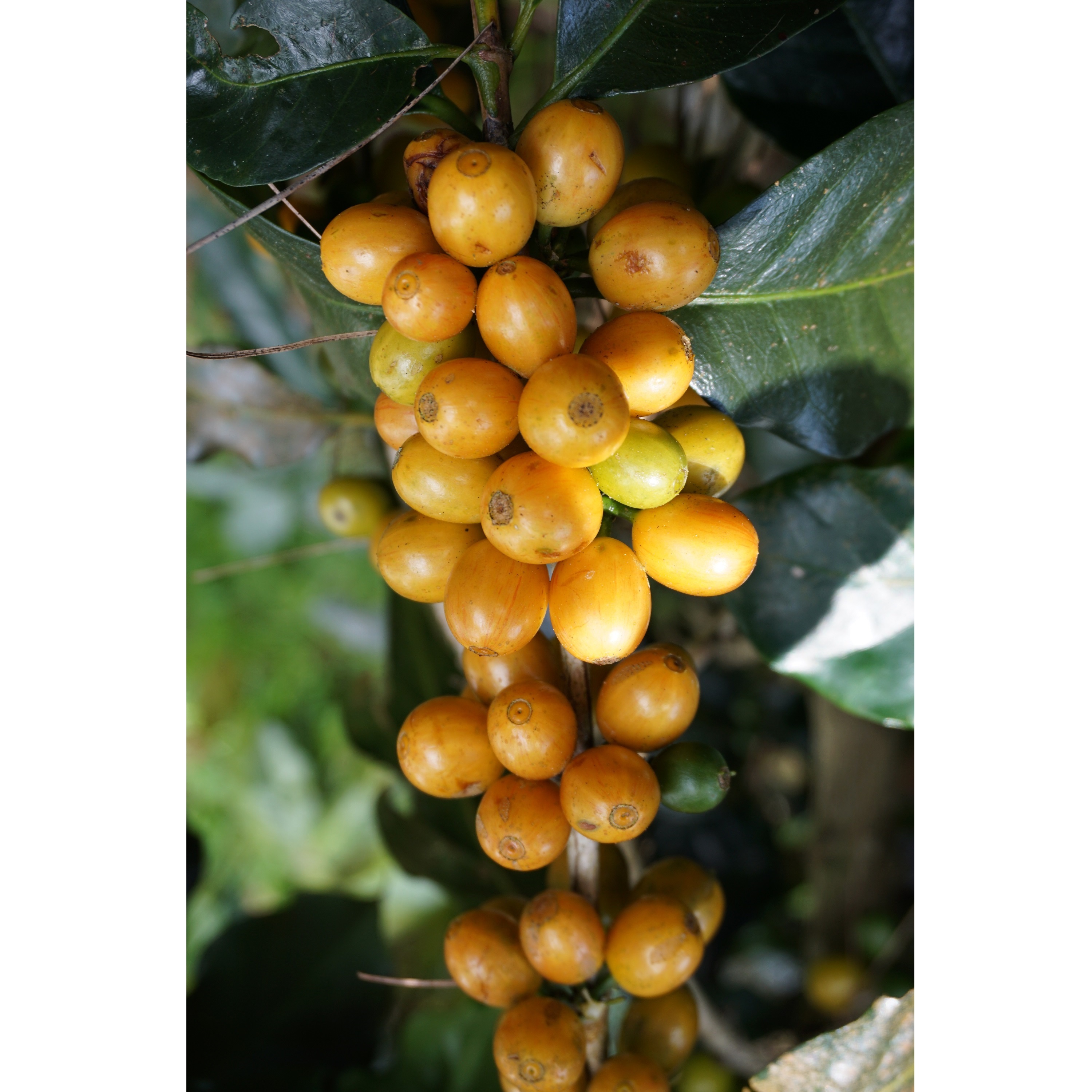 Premium Quality Arabica Whole Bean Coffee Neutral Taste with Appropriate Price from VietNam