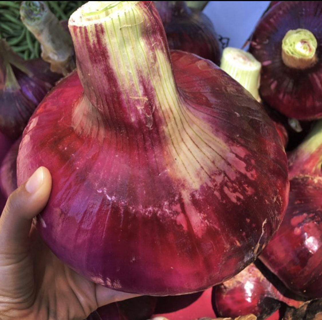 EXPORT QUALITY FRESH ONION