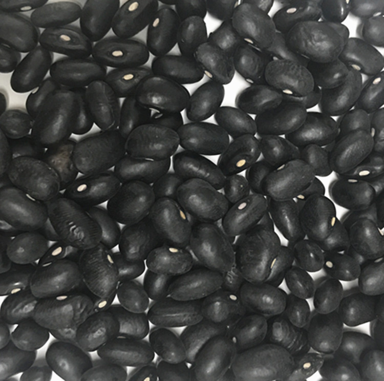 Type Small Round Black Beans Best Price Wholesale Black Kidney Beans