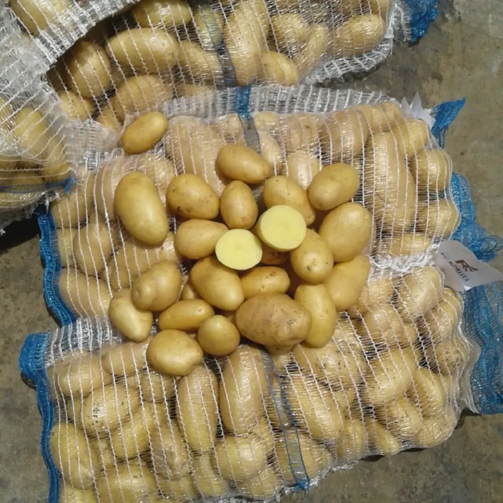 Hot sale Fresh Spunta potateos