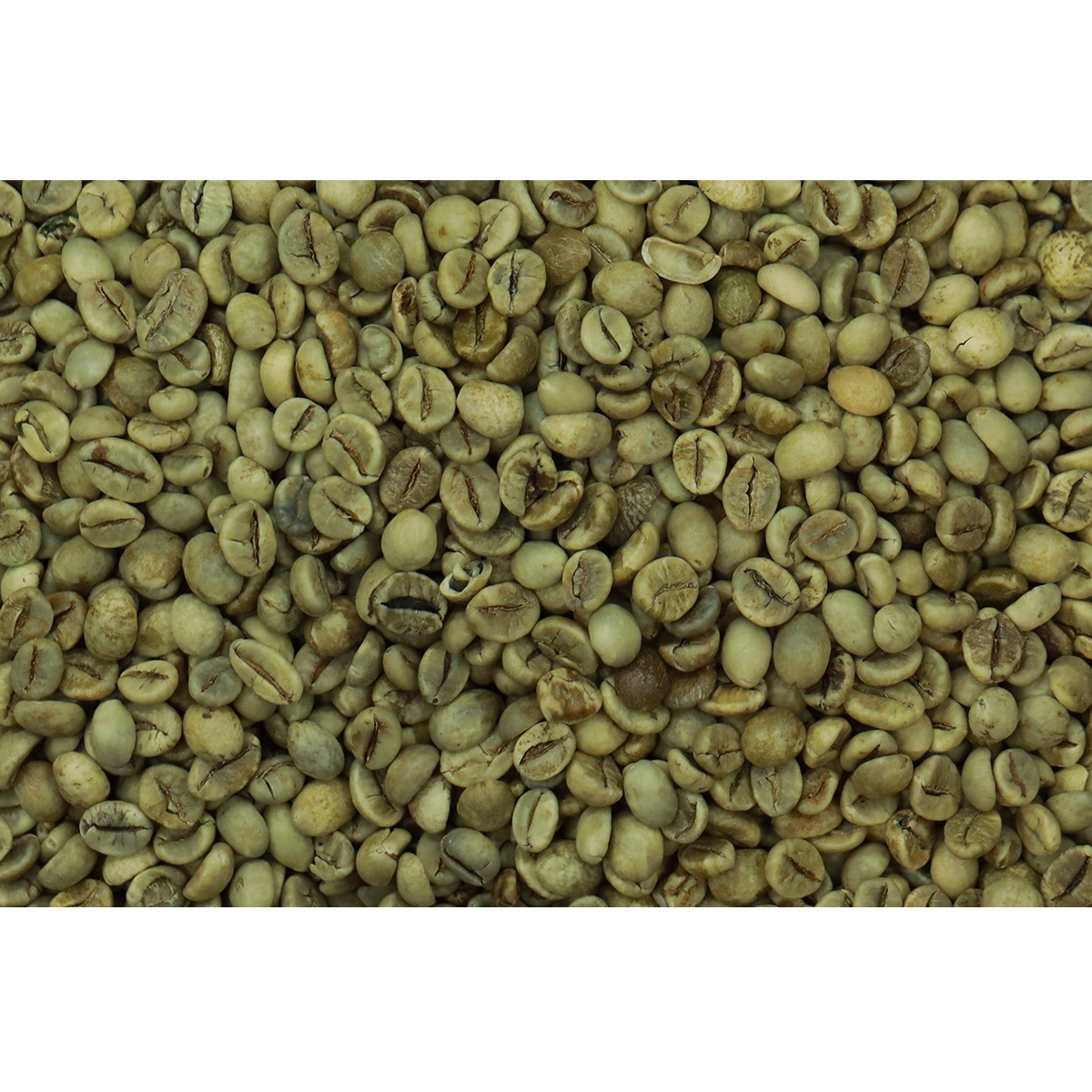 Top Quality Wet Washed Wet-polished (A18CBU-B) Arabica Green Coffee Beans From Vietnam