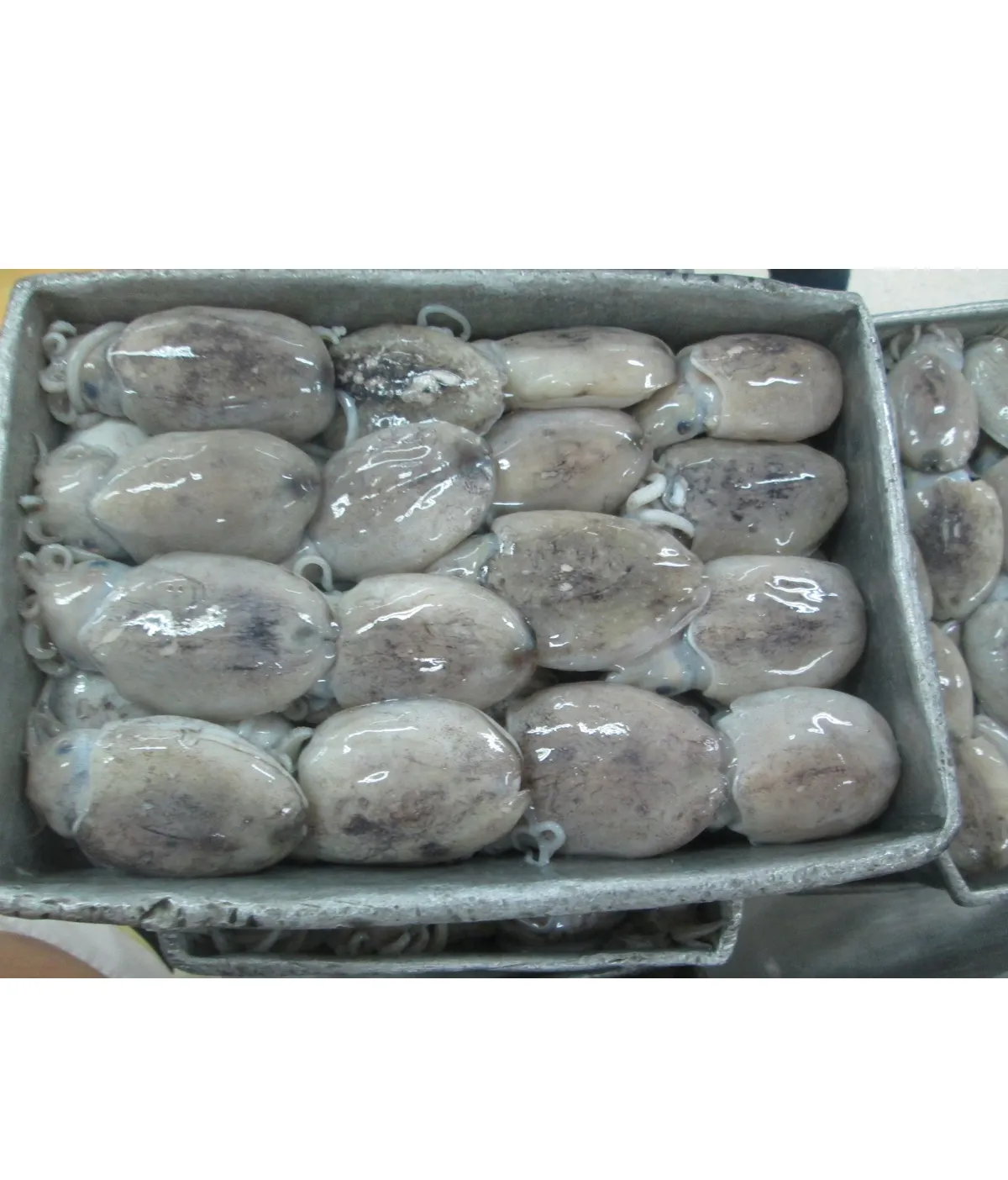 Vietnam New Arrival Top Quality Frozen Whole Round Fresh Cuttlefish With Block Freezing No Soaking
