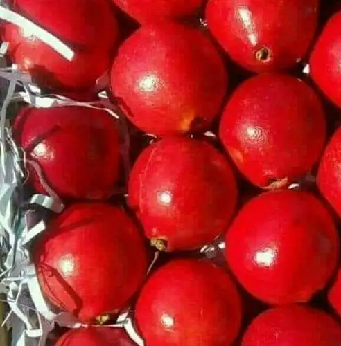 Fresh Pomegranate from America