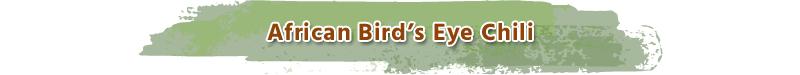 Best Quality Dried Africa Bird Eye Red Chilli from Trusted Supplier