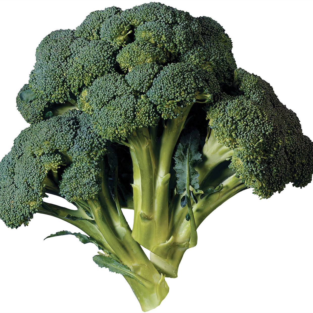 100% Health Care Supplies Broccoli Supplement Superfood Powders