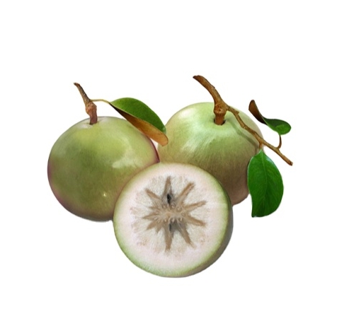 Высокое качество, привлекательная цена, свежие фрукты Apple (Caimito/ Cainito) из Вьетнама