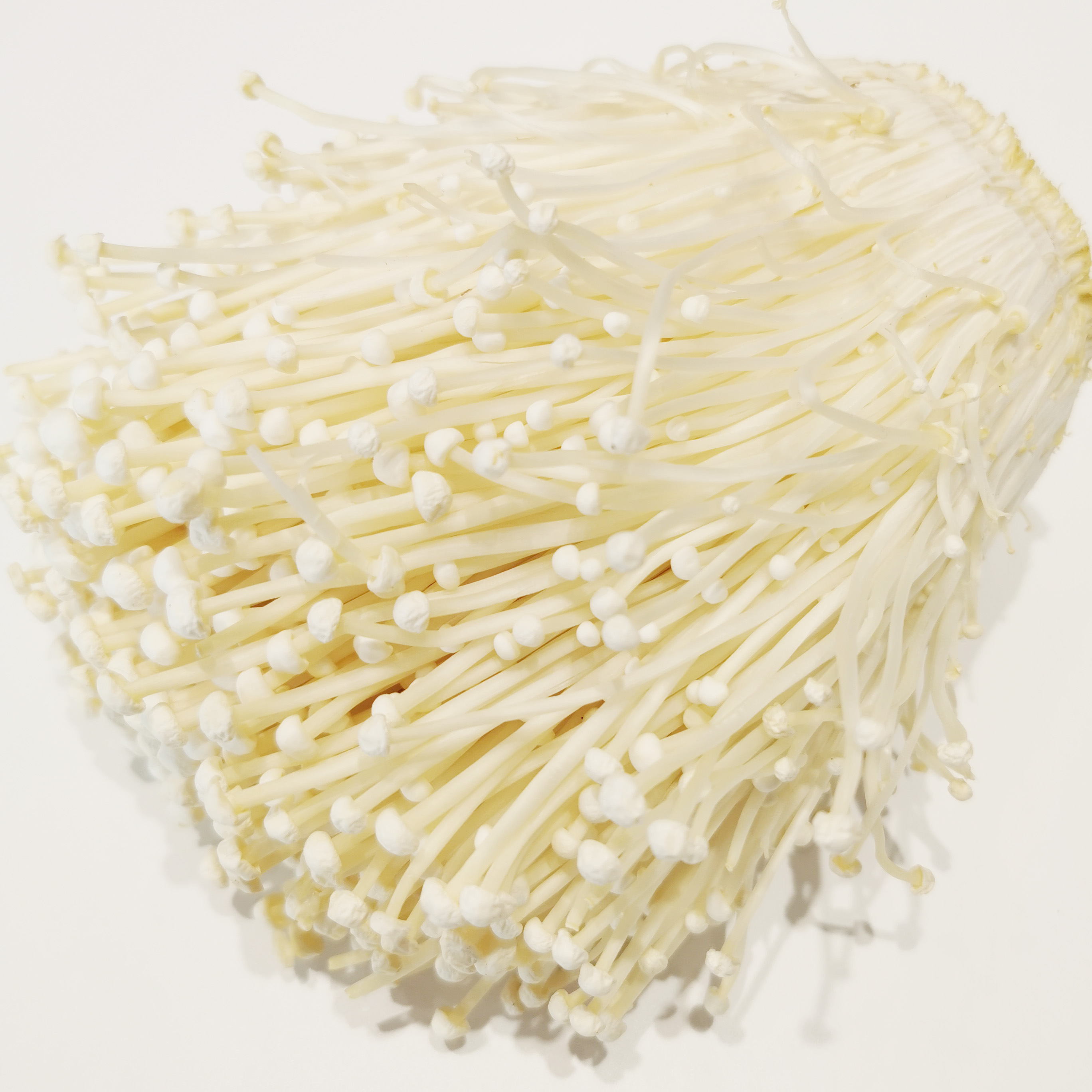 Fresh Enoki Mushroom from China with wholesale price