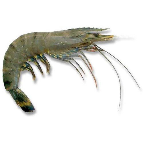 Hot Sales Frozen Shrimps/Prawns