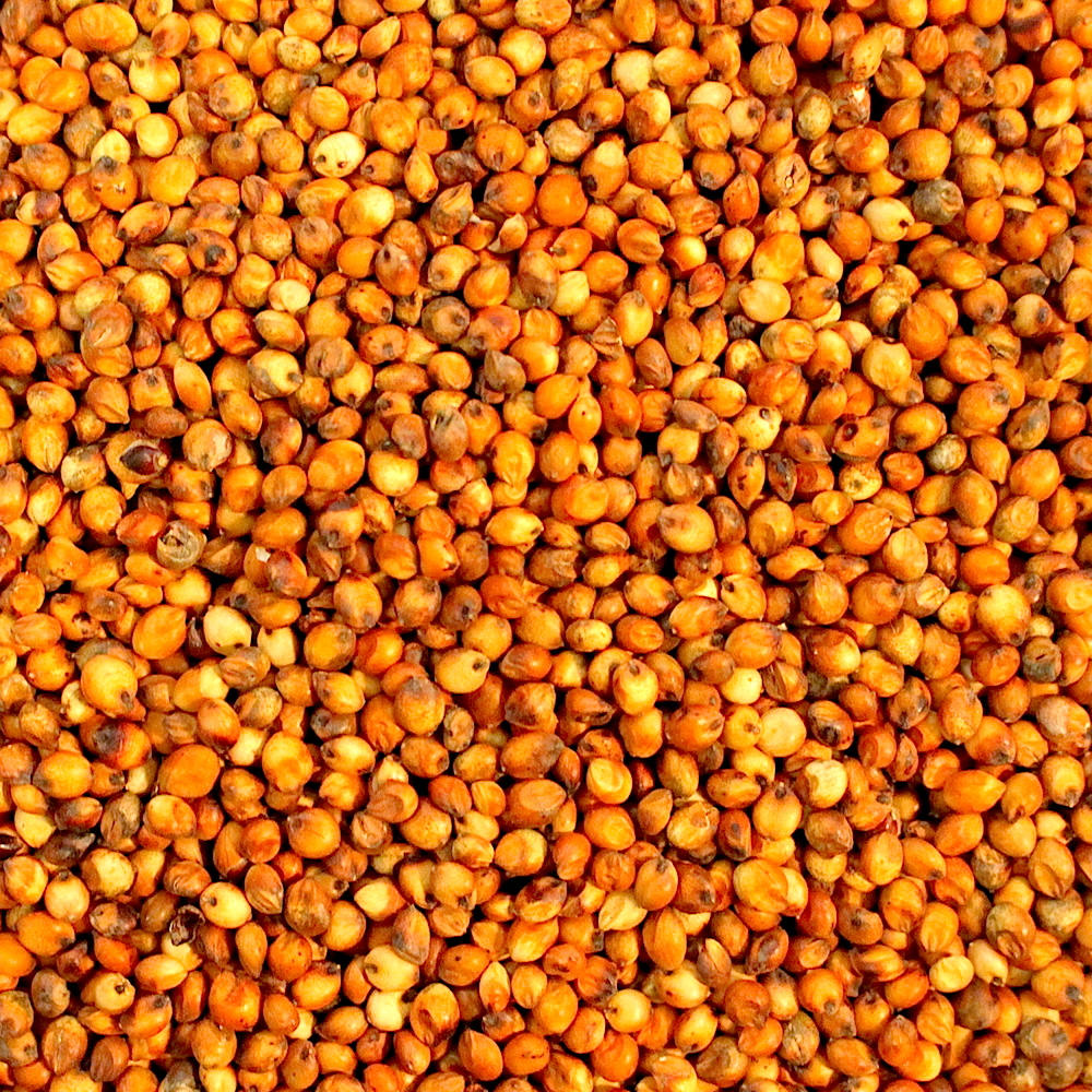 Quality sorghum for sell contact now get perfect price from suppliers