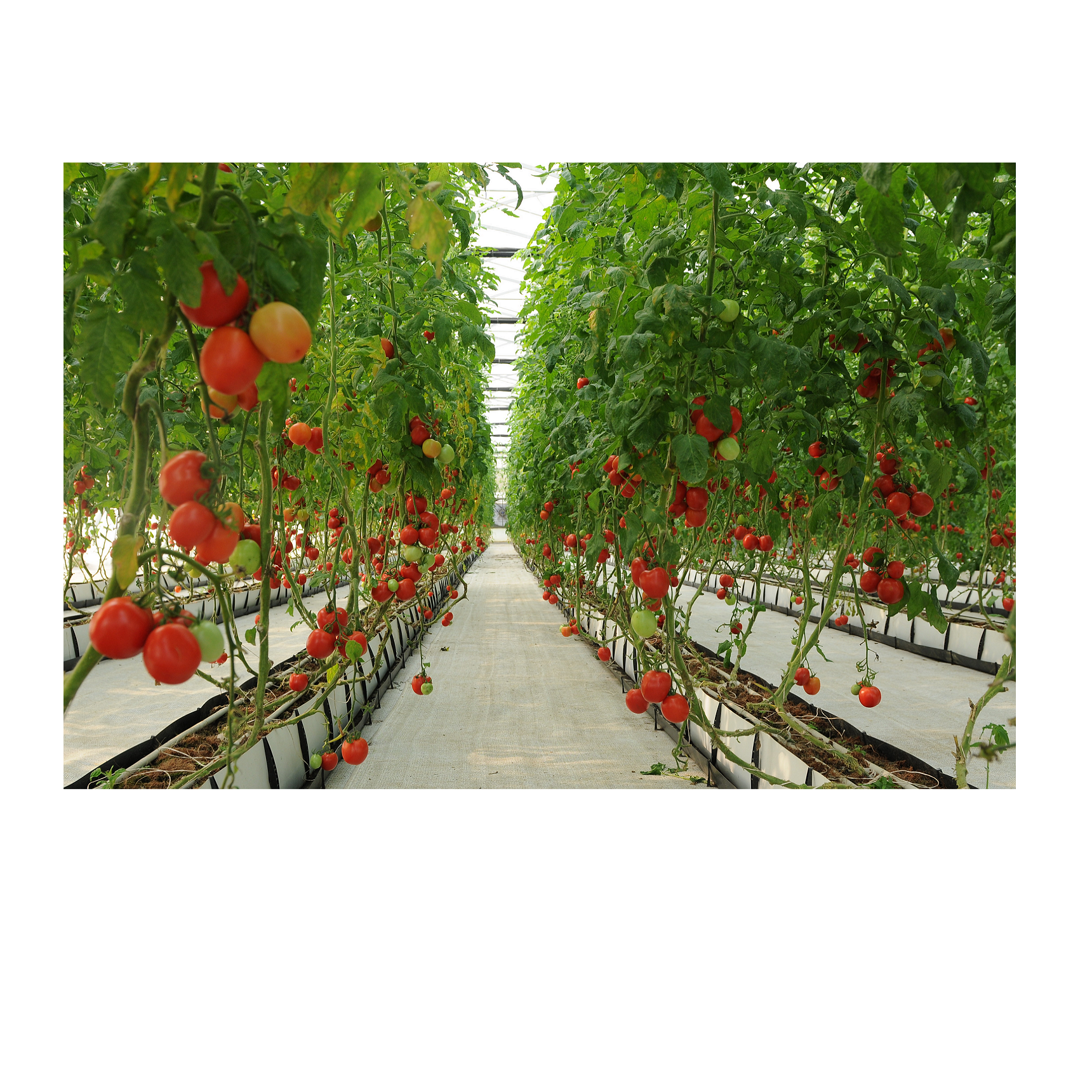 HOT SALE !!! Cherry tomatoes with sweet taste (Lam Son)
