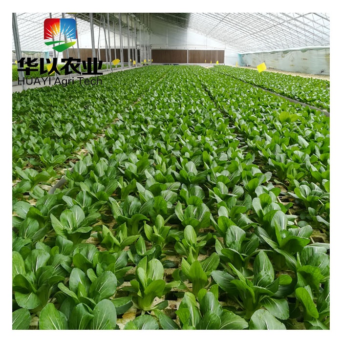 Дешевая пластиковая пленка green house семена овощных культур выращивание теплиц для продажи