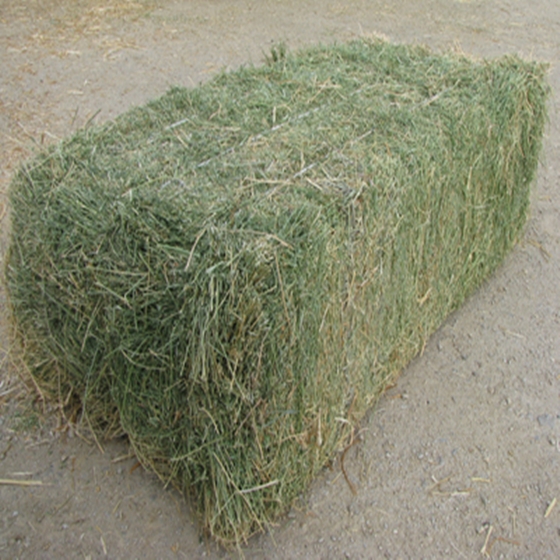 Forage Hay
