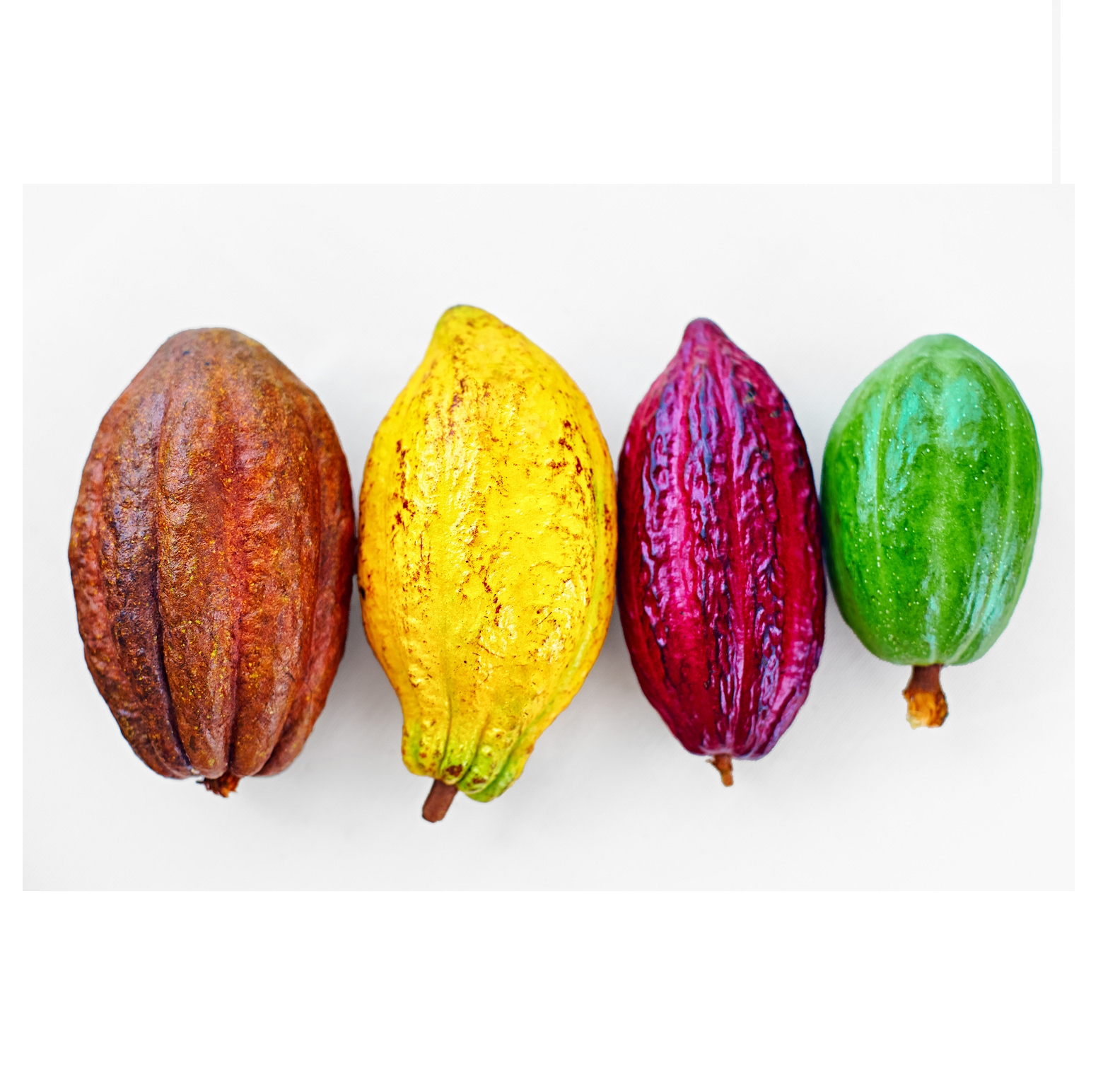 Organic Raw Cocoa Beans From Vietnam Mekong Cocoa Beans - Cacao Trace Products