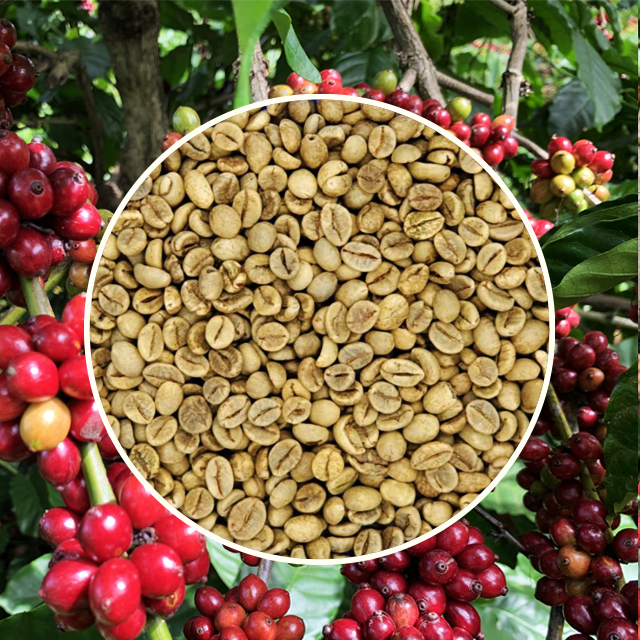 UNWASHED ROBUSTA GRADE 1 SCR 16 WET POLISHED Green Coffee Beans