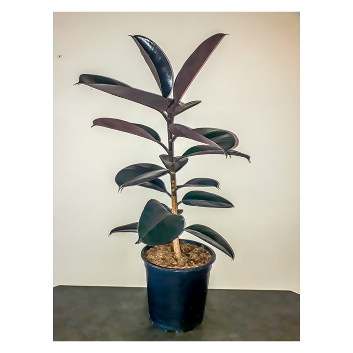 Natural Ficus Elastica Plants From Thailand
