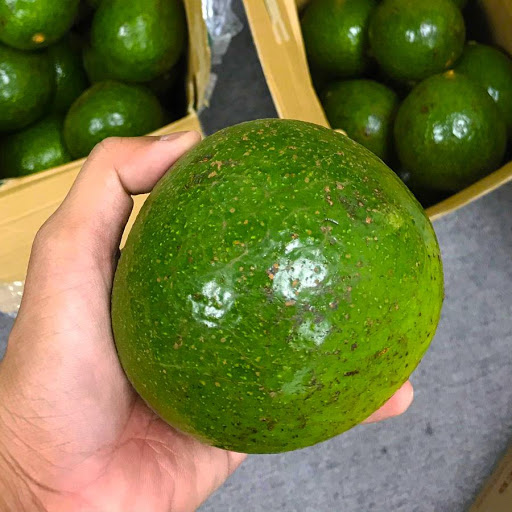 FRESH AVOCADO with HIGH QUALITY and BEST Available