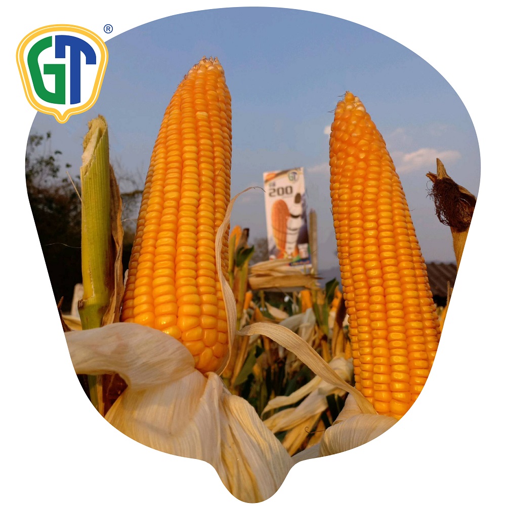 Hybrid Yellow Corn Seed GT200 With 10,000-13,750 Average Yield (Kg/Ha) From Thailand Vegetable Seeds