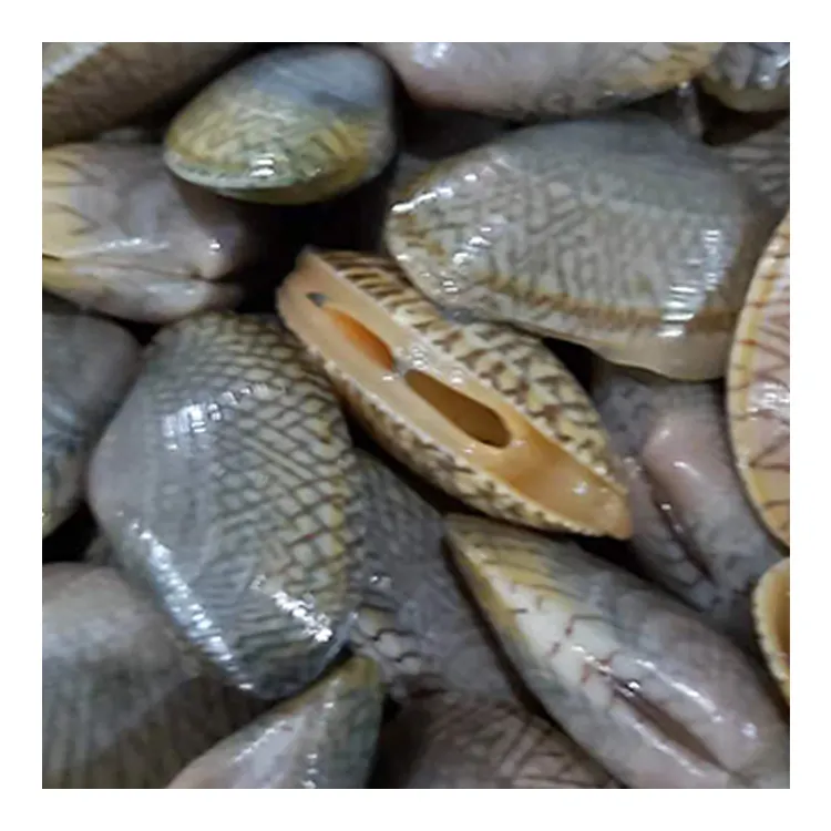 High Quality Frozen Whole Brown Flower Clam