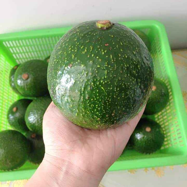 HOT SALES - Fresh Booth Avacado from Vietnam with Best Price and High - quality for Export to US, EU, ASIA Market.