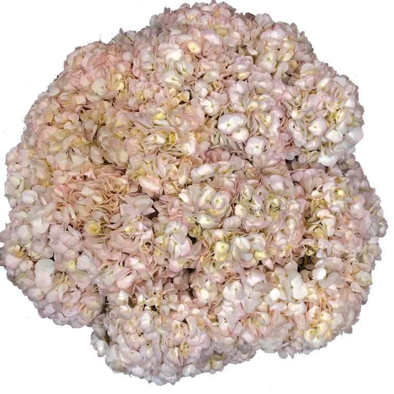 Hydrangea Light Pink For US only