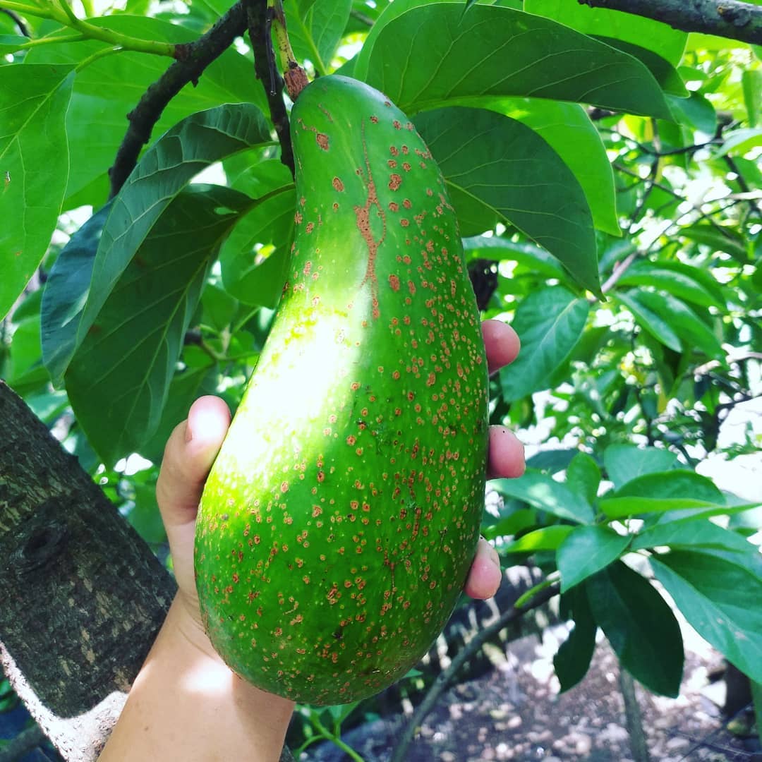 SA Fresh Avocado / Hass Avocado, Fuerte Avocado