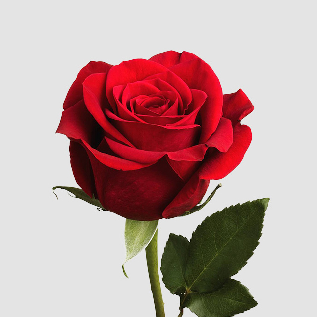Red Rose