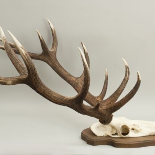 Red Deer Antlers