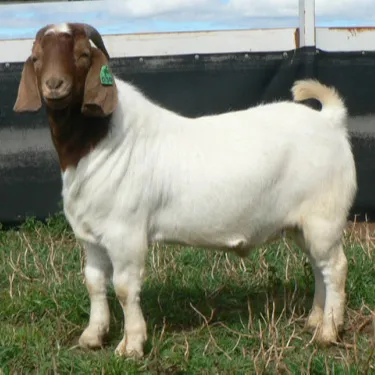 Live Boer Goats, Live Sheep - Cattle / Alive Boer Goat Available for export