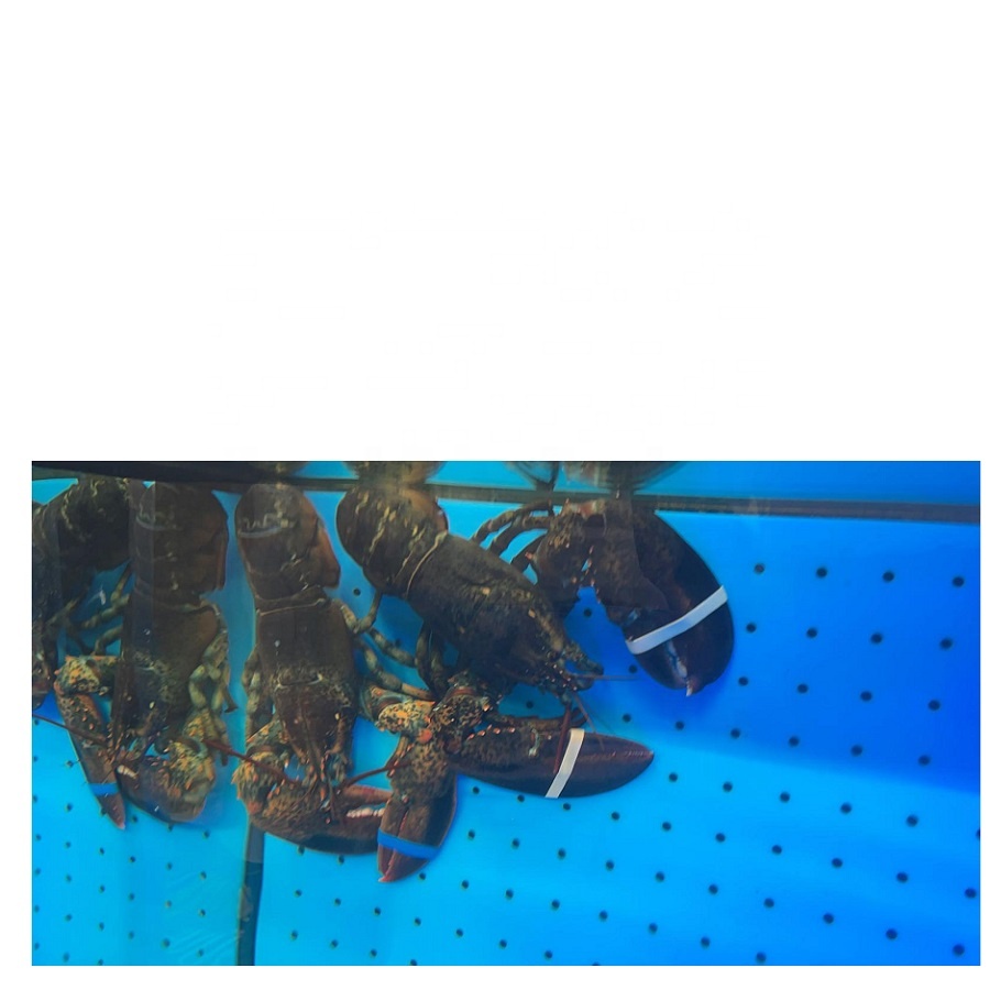 Seafood Live Canadian Frozen Lobsters (Frozen Live Canadian Lobster)