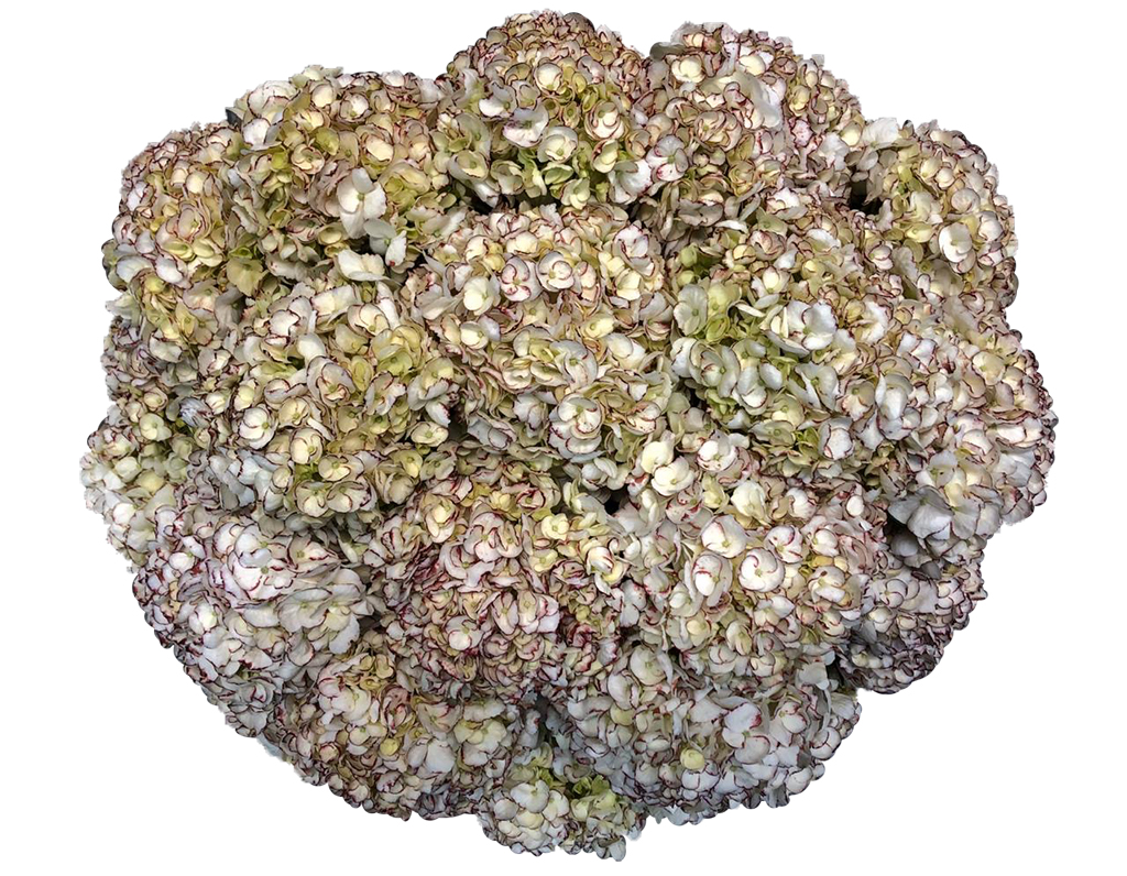 Hydrangea Peppermint For US only