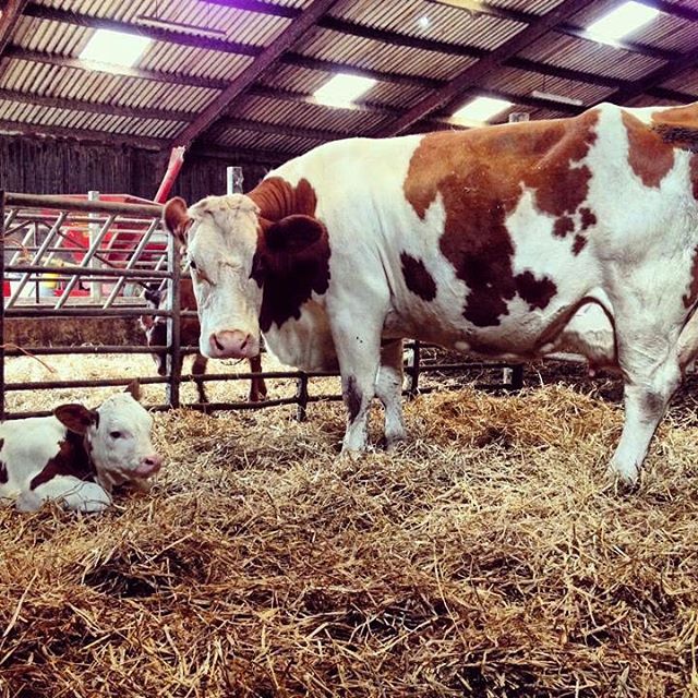 Беременные Holstein /Heifers живут молочных коров